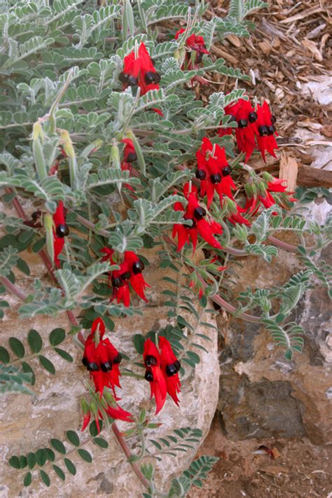 Excellent ground cover form of this species likes dry well drained soils. Drought Tolerant Plants Archives | Mallee Native Plants ...