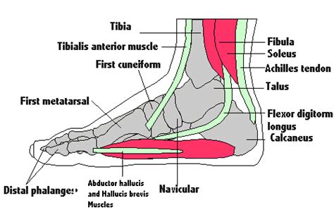 Here is a brief overview of the anatomy of the leg muscles. Foot muscles and tendons - Footmech podiatry | Muscle, Fun facts, Achilles tendonitis