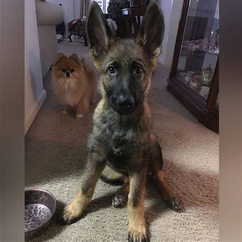 25 Of The Cutest German Shepherd Puppies Ever