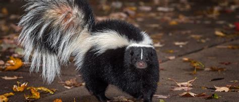 Skunk Animal Facts A Z Animals