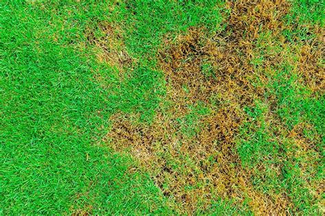 What Is Brown Patch Fungus Lawn Disease