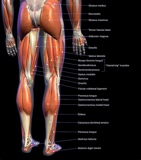 I've labelled the diagrams up to show the main human body muscles. Leg Muscle Diagram - Coloring 44 Human Muscles Coloring ...