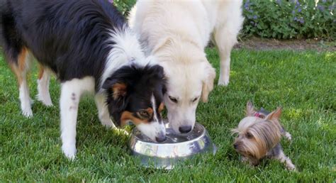 Are Dogs Carnivores Or Omnivores Pet Blog Carnivores Dogs
