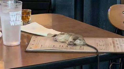 Rat Falls From Ceiling Onto Customers Table At Buffalo Wild Wings Abc News