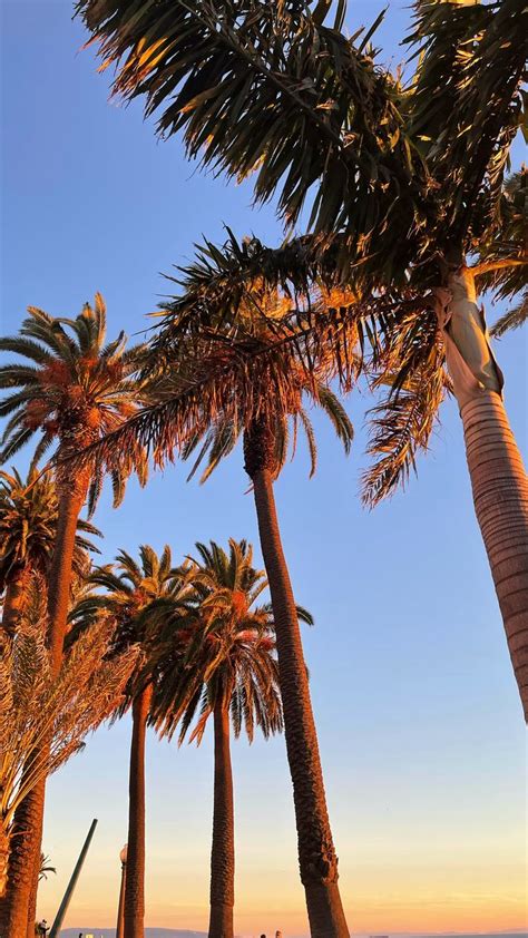 The Best Of Los Angeles Sunsets Beach Blue Skies Palm Trees