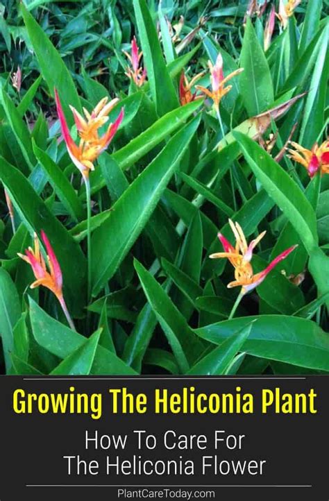 Growing The Heliconia Plant How To Care For The Heliconia Flower