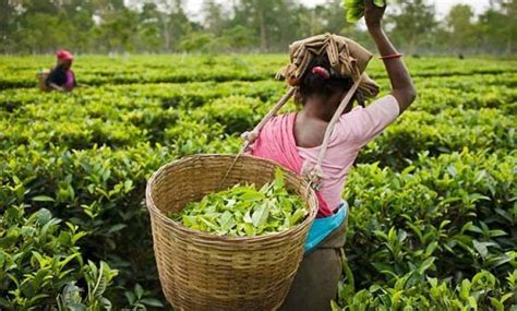 Tea Production Down By 28 In February Stable In Assam