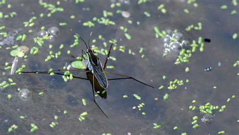 Montessori Zoology Insects Water Strider ~ Pinegreenwoods