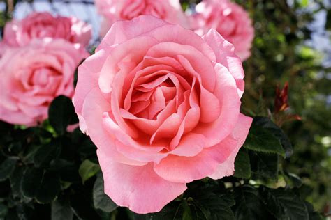 Filepink Rose Cultivar Wikimedia Commons