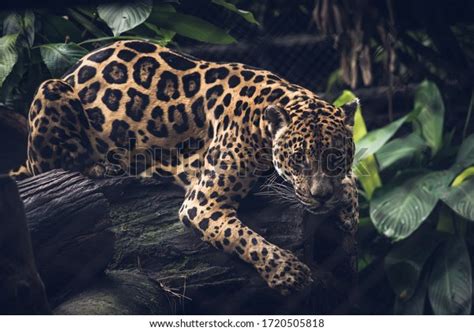 556 Jaguar Rosettes Images Stock Photos And Vectors Shutterstock
