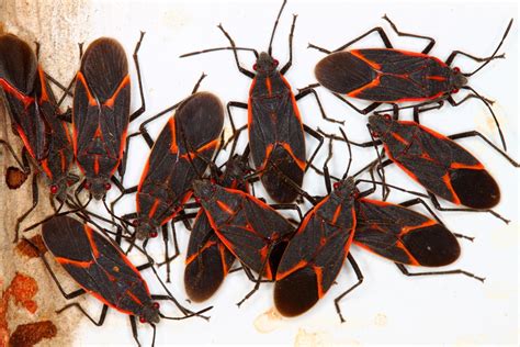What Are Boxelder Bugs Boxelder Bug Facts And Information