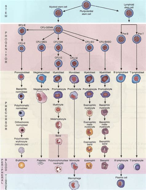 Hematopoiesis Types Of Haematopoietic Stem Cells Process And