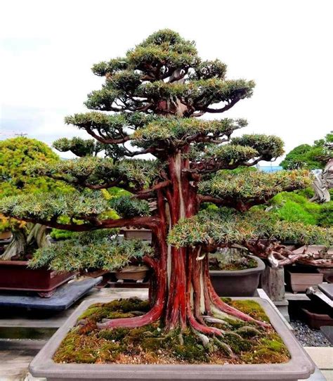 There are two main types of pruning: Growing Indoor Bonsai | Bonsai tree, Bonsai tree types ...