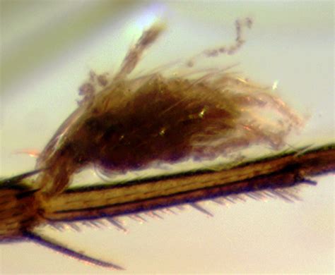Parasitic Phoretic Mites On A Phoridae Trombidium Bugguidenet