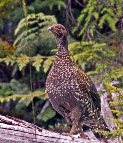 Sooty Grouse Taken In Strathcona Provincial Park Vancouver Island By