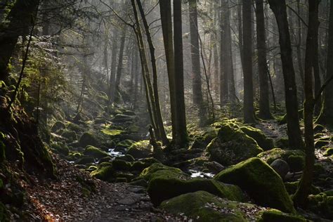 국가 부도의 날이 다가오고 있다 독일의 검은숲