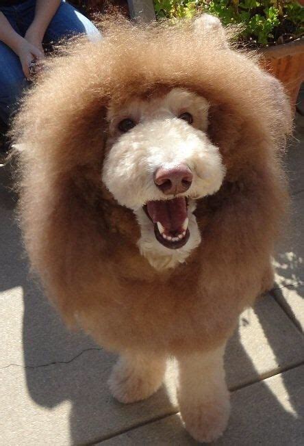 Lion Clip Dog Haircuts Lion Dog Poodle