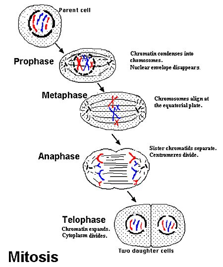 Structure containing the dna from the parents or parent. Mnemonic: The 4 Stages of Mitosis