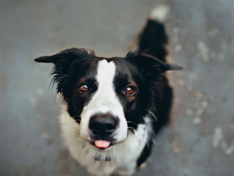 The Border Collie Top Facts And Guide Animal Corner