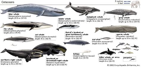 Whale Mammal