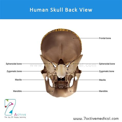 The Human Skull Back View With Labels
