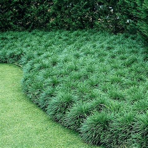 Ground Cover Shade Plants Ground Cover Plant Grass Shade Tolerant