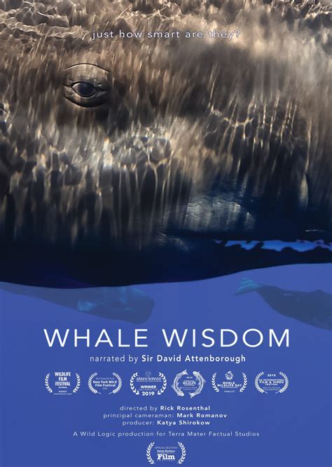 Whale Documentary To Be Shown In Cordova The Cordova Times