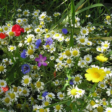 Wild Flower Premium Seed Meadow Mix Wildlife Daisy Plants 8020 Grass