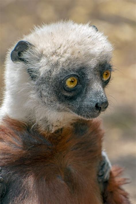 Crowned Sifaka Lemur Propithecus Coronatus Wild Natureclose Up