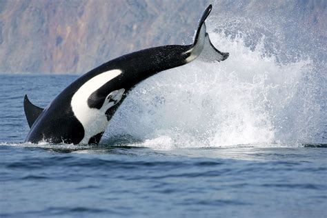 Killer Whale Students Britannica Kids Homework Help