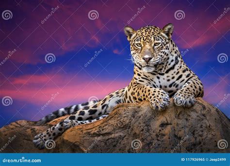 Jaguar On The Rocks In The Evening Naturally Stock Image Image Of
