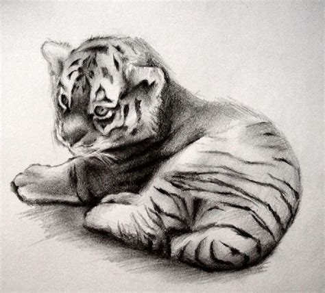Tiger Cub By Heavytomato Tiger Drawing Pencil Drawings Of Animals
