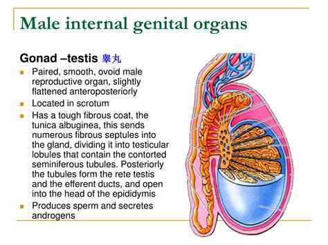 Male Internal Organs Human Body Organs Diagram From The Back