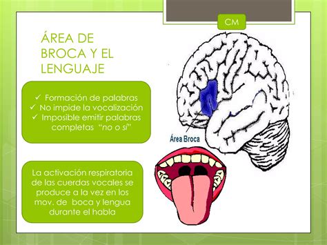 Control De La Funci N Motora Por La Corteza Y El Tronco Del Encefalo Ppt