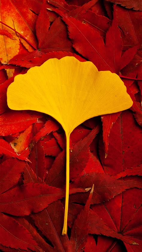 Leaf Autumn Colorful Nature Leaves Red S7 Yellow Hd Phone