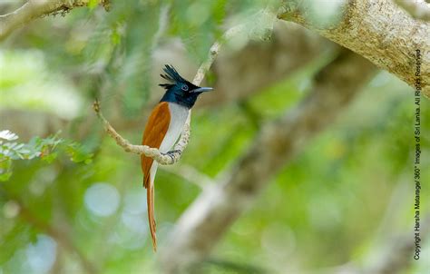 img 2918 asian paradise flycatcher terpsiphone paradisi … flickr