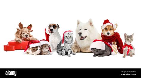 Cats Wearing Hats Hi Res Stock Photography And Images Alamy