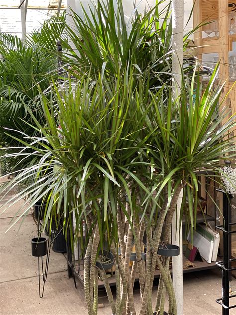 Houseplant Spotlight Dracaena Houseplants