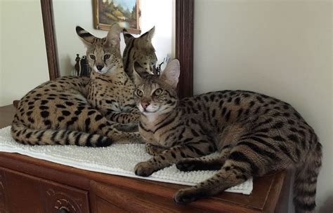 Siin sulanduvad koduks väärikas asukoht, läbimõeldud arhitektuur, elegantne disain ja keskkonnasäästlik mõtteviis. Gatto Savannah: immagini | Il mio gatto è leggenda