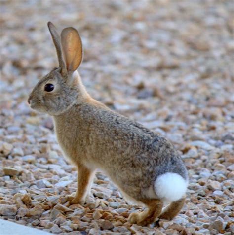 Cottontail Rabbit Facts History Useful Information And Amazing Pictures