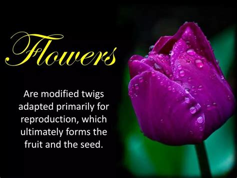 Ppt Flowers Powerpoint Presentation Free Download Id2147513