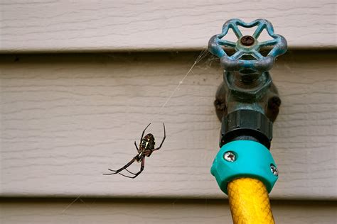 3 Signs Of A Spider Infestation Lawn Plus Pest Control Services