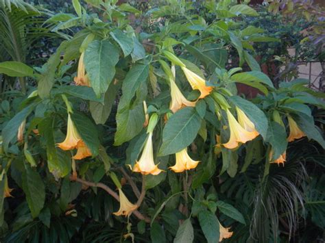 Brugmansia Jamaica Yellow Jamaica Yellow Angels Trumpets Grows