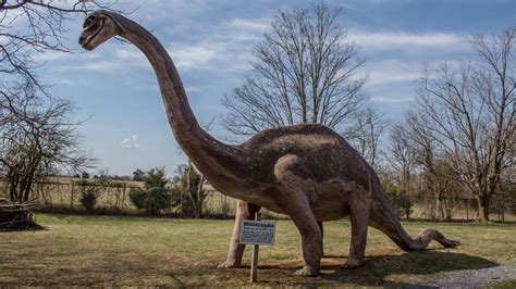 El Fósil De Pie De Dinosaurio Más Grande Del Mundo