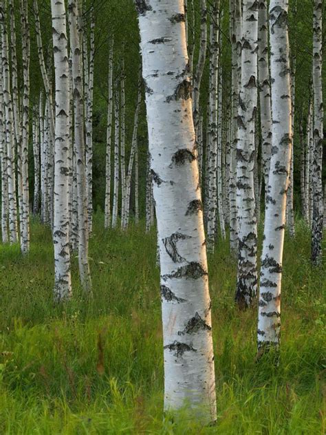 Free Download Birch Forest Wallpaper 19107 1920x1080 For Your Desktop