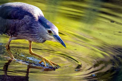 Free Picture Heron Swamp Beak Water Nature Wildlife Animal Bird