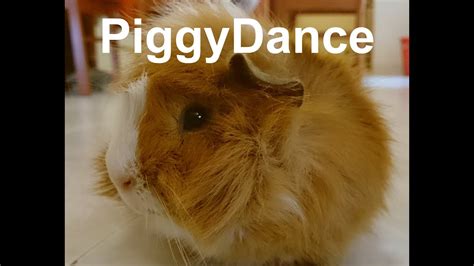 Very Funny Guinea Pig Dance Youtube