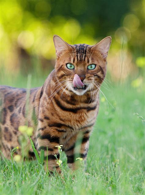 Exotic Cat Names Over 300 Striking Ideas