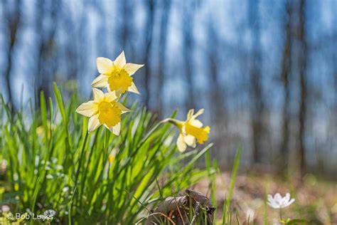 Laat Zien Dat Het Een Heerlijke Lente Is Natuurfotografie