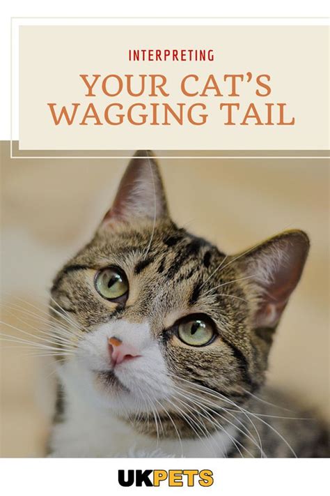 One of my biggest pet peeves is people driving too slowly on the highway. Cat tail position and movement give you a clue of your ...